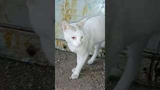 The white cat is barking and walking cat cats