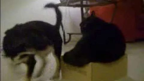 bowie cleo and walter