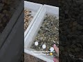 Рынок морепродуктов в Таиланде ,Пхукет. Выбираешь кого хочешь и через дорогу в кафе приготовят.