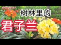 【君子兰】林中花境，自然之美，君子兰在树林中隐秘绽放