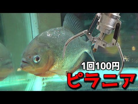 超危険ｗまさかのピラニアが景品のUFOキャッチャーｗｗ【クレーンゲーム／熱帯魚】