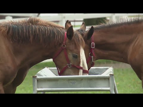 Video: Guide til Grant's Farm i St. Louis, Missouri