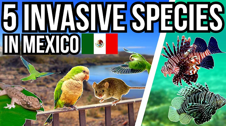 5 Problem Invasive Species In Mexico