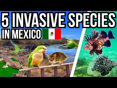 5 Problem Invasive Species In Mexico