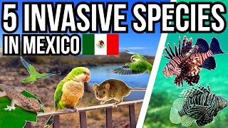 5 Problem Invasive Species In Mexico