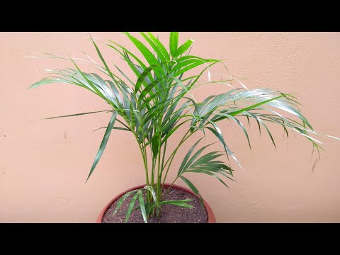 Palmeira Areca Bambu: como plantar e cuidar.