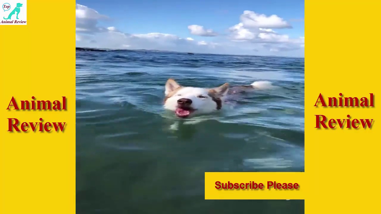 Cute Girl Play With Her Two Smart Dog | 10 Best Dog Funny Video Compilation Part 3#DogFun dog videos to show your dog
