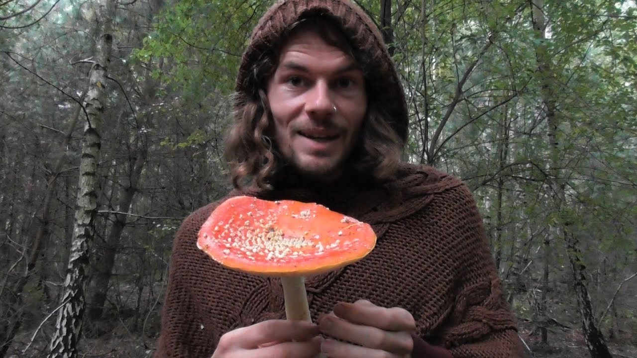 Pilze Sammeln: Der Fliegenpilz