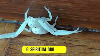 What Does It Mean When You See A White Spider? - LIQUIDS & SOLIDS SPIRIT