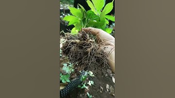 Cây sâm Ngọc Linh 2 năm tuổi trên đỉnh núi Ngọc Linh Kon Tum Tây Nguyên