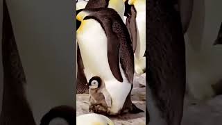 #penguin #pingüino #oceanlife #animals #EntreMasConocemosMasQueremos