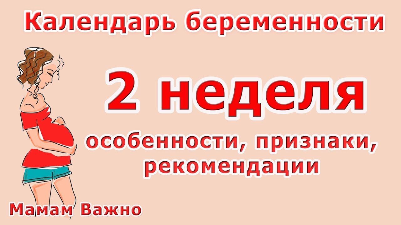 2 Недели Беременности Фото