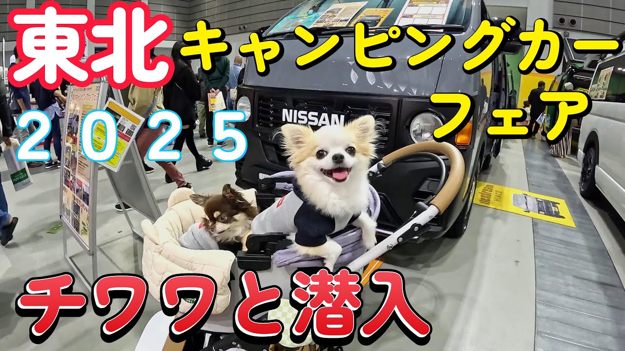 チワワ2匹と行く！東北キャンピングフェア2025