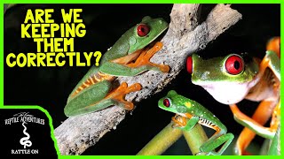 REDEYED TREE FROGS IN THE WILD! (are we keeping them correctly?)