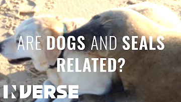 Are seals afraid of dogs?