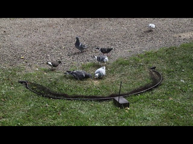 bownet trapping pigeons with remote control class=