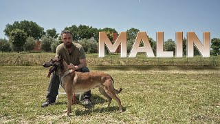 Pastore Belga Malinois - Malin