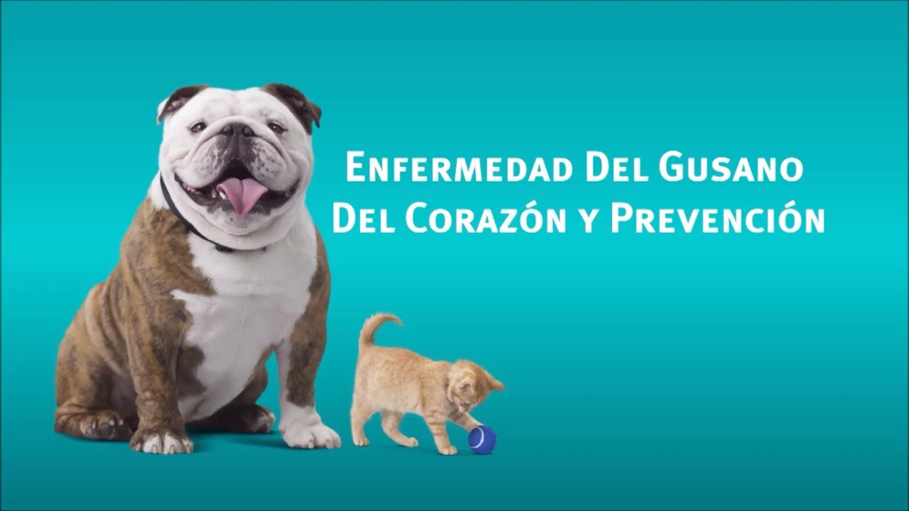 ¿Puede un gato de interior contraer un parásito sanguíneo?