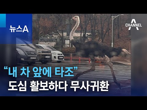 “내 차 앞에 타조”…도심 활보하다 무사귀환 | 뉴스A