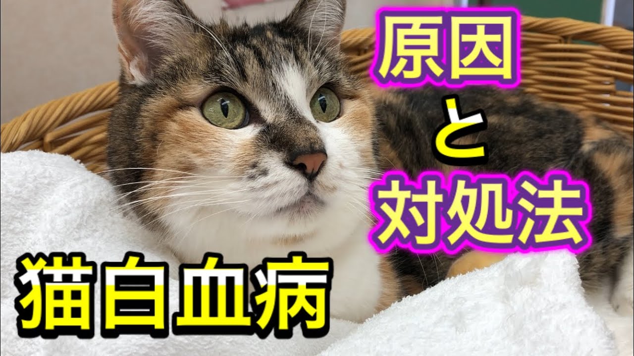 猫 ひげ 白血病