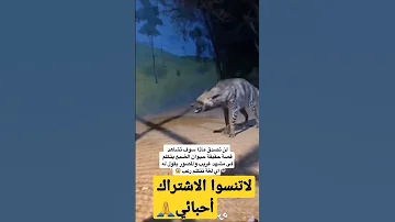 لن تصدق ماذا سوف تشاهد حيوان الضبع يتكلم في مشهد غريب والمصور يقول له اي لغة تتكلم رعب 