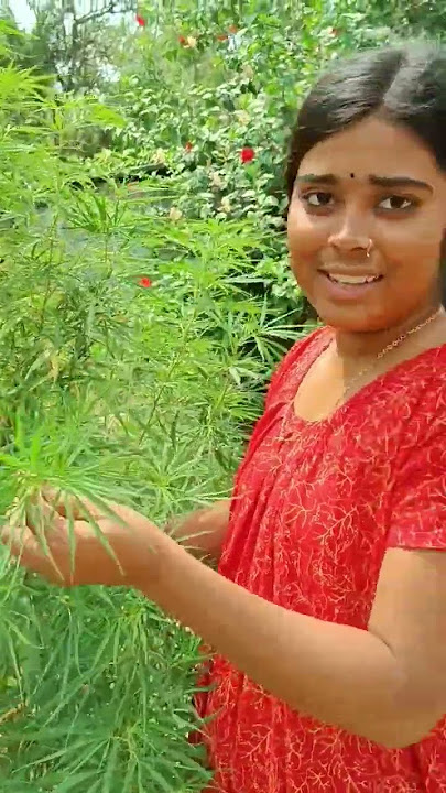 gajar gach 🤣🤣🎄#shorts #viral