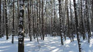 Website Background Video 4K Winter In Lithuania With Drone Footage. A Lot Of Snow. Divi Background