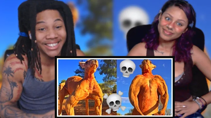 Top 10 Animals with Black Air Force Energy (Casual Geographic)