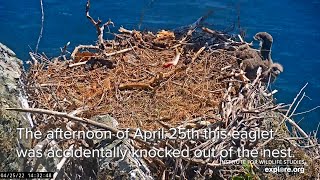 Operation Eaglet Rescue | Bald Eagle Chick Returned to the Nest