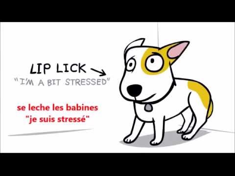 Vidéo: Les Cinq Meilleurs Conseils De Prévention Des Morsures De Chien