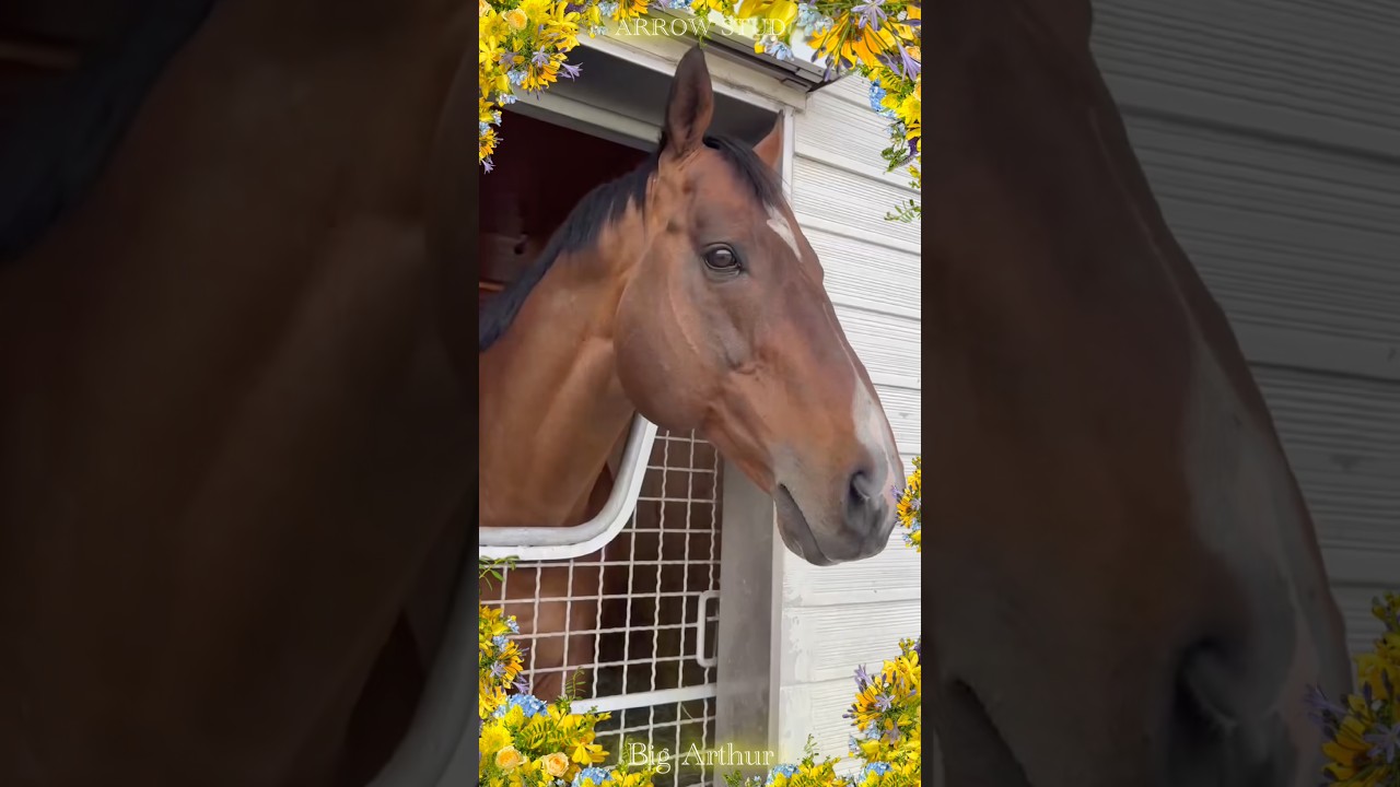 『ドラムメジャー🧚✨』 #アロースタッド #ビッグアーサー #ビッグアーサー産駒 #小倉競馬場 #horse #horseracing #ドラムメジャー #京都競馬場