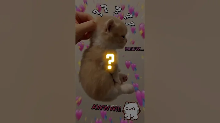 Watch the video about Best Cute Moments | Funny Pets 🙀Pt.6😹 #edit #cats #cute #funnyshorts #pipocatydog