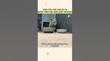 Giải cứu chú chó kỳ lạ sống trên mái nhà suốt 89 ngày #giaicuu #cho #cauchuyencamdong  #gaubeo