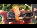 What's Inside 50 Million Year Old Petrified Wood?