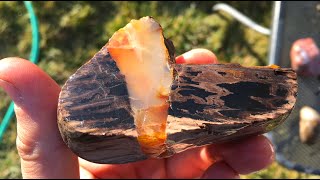 What's Inside 50 Million Year Old Petrified Wood?