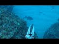 【魚突き】奄美大島 2021年12月2日
