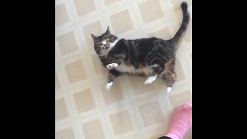 Where will you be when the catnip kicks in