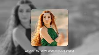 Elif Avcı - Ne Feryat Edersin Divane Bülbül Resimi