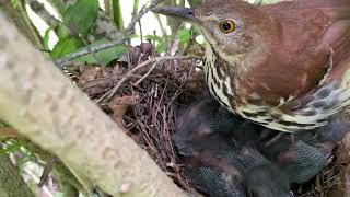 Mama Thrush protection!!