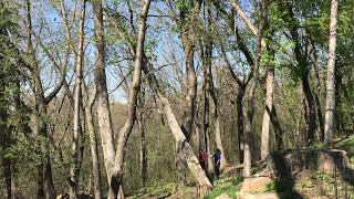 Pulling Down a Dangerous Leaning Tree Using Only a Rope