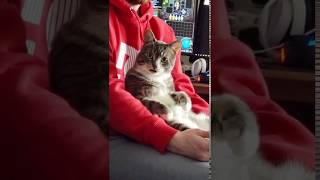 Öpücüğe Çok Şaşıran Kedi