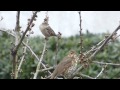 Singdrossel singt, Weibchen kommt dazu - Turdus viscivorus