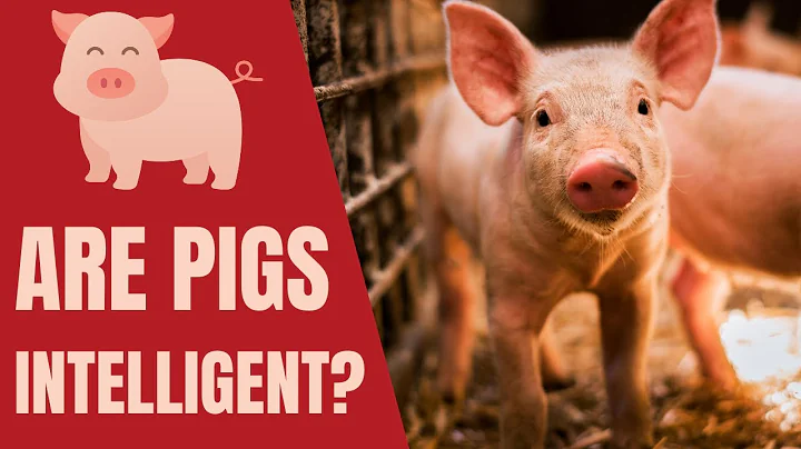 Pigs Facts - Fun Facts About Pigs and Things You May Not Know About Pigs