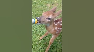The couple tried to rescue a small deer from a giant python. #globalwildlife #deer #python #rescue