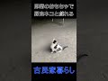 即席のおもちゃで野良ネコと戯れる　#古民家暮らし　#田舎暮らし　#田舎移住　#猫