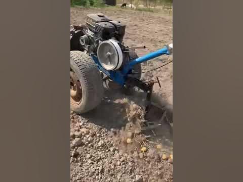 Выкапывание картошки мотоблоком Нева - YouTube