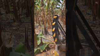 Banana mulching | swaraj 963fe | creeper technology | PTO power | 4wd performance | new tractor