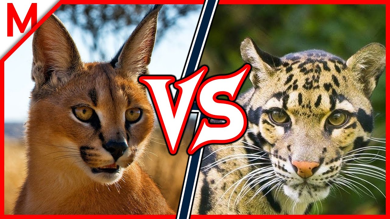 caracal vs puma