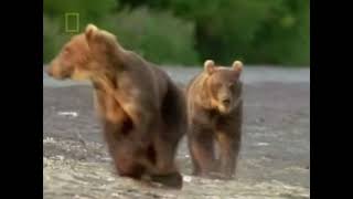 The Living Edens Brown Bears Of Kamchatka