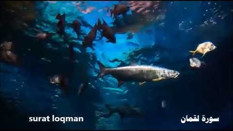 سورة لقمان     عبدالرحمن السديس       abdurrhman assodis …      surat loqman